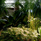 The anodized green Sister Light Wi-Fi Garden Lamp from Zafferano outdoors in a garden.
