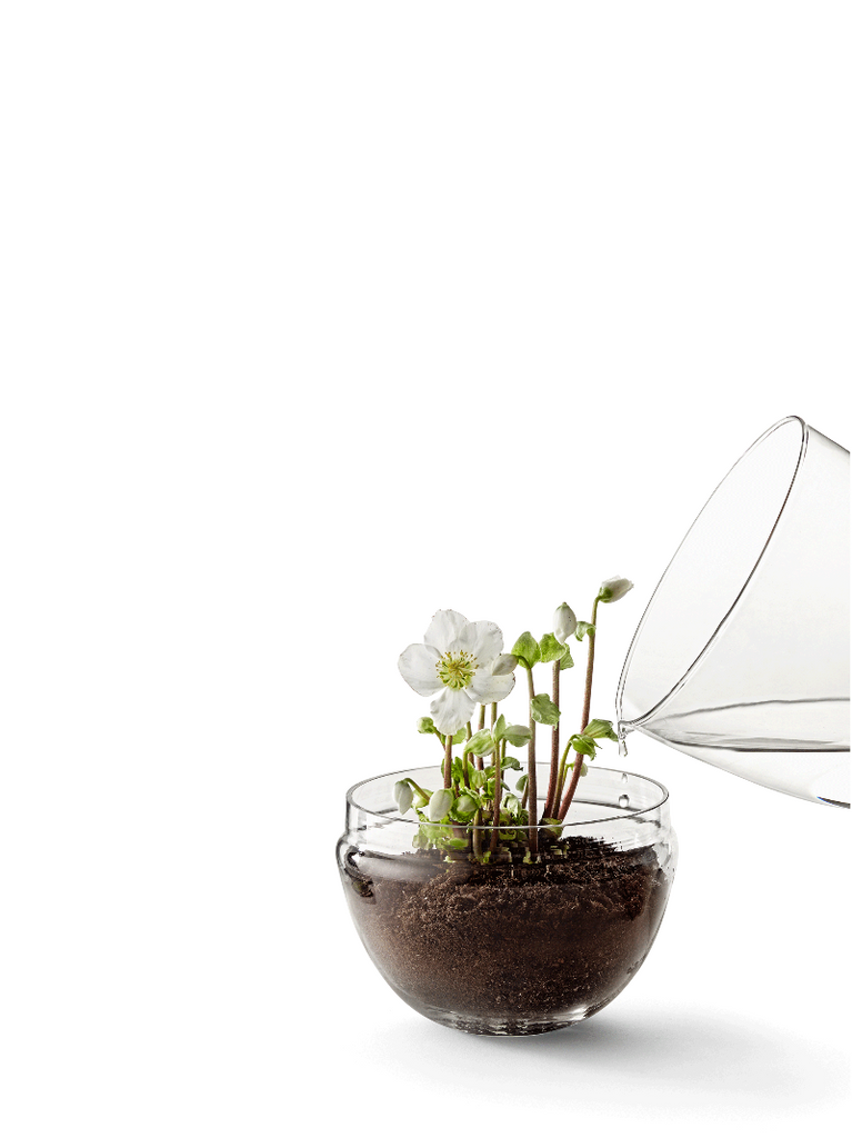 Caroline Wetterlings Grow is made of two glass parts. The bottom part holds the soil and the plant. The top part is a lid equipped with a spout, allowing it to be used as a watering can. It also functions as a valve that lets in air and regulates the moisture and temperature levels inside the greenhouse. Grow is made of hand